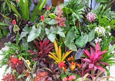 tropical plants