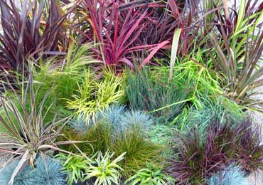 grasses and grass-like plants