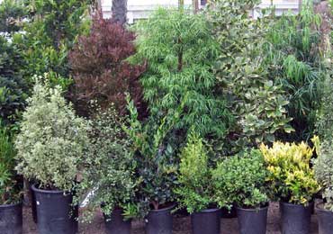 hedge and screening plants, tall and short