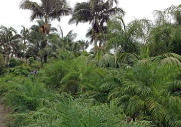 palms and cycads